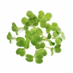 Organic rucola sprouts from certified sprouting seeds