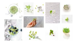 Wallpaper 1920x1080 with sprouts and microgreens