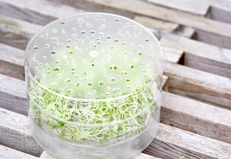 Why Sprouts and Microgreens are organic and clean