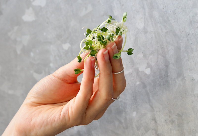 Why Sprouts and Microgreens are fun