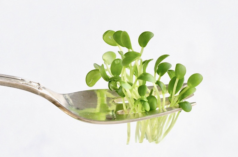 Why Sprouts and Microgreens are rich in nutrients