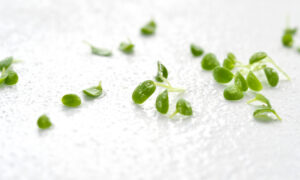 Checklist for sick or bad sprouts and microgreens