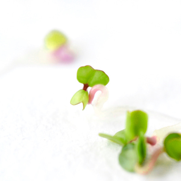 Grow your own Sprouts & Microgreens