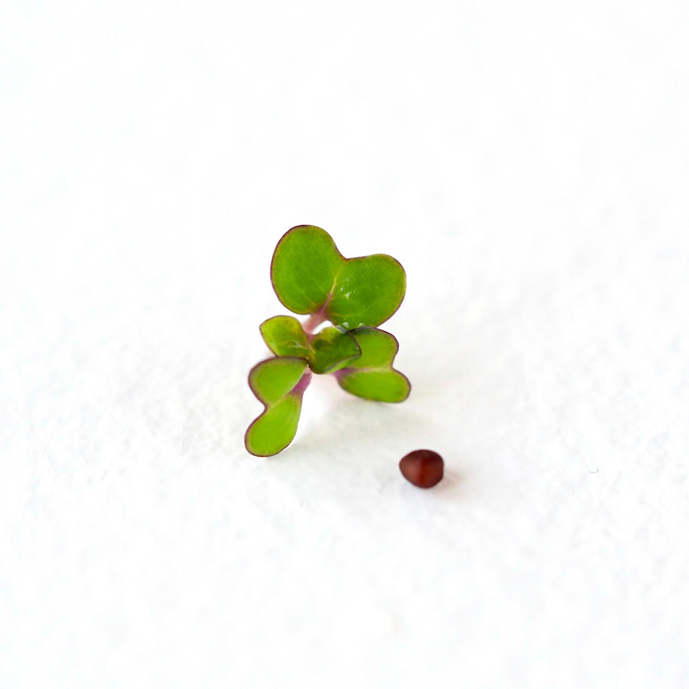 How to grow your own Sprouts and Microgreens