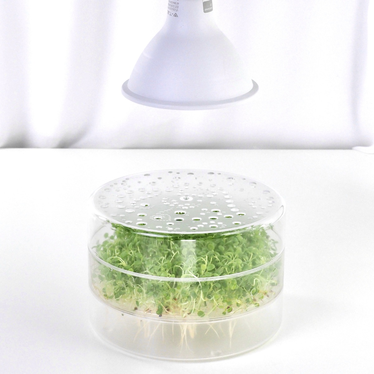 LED light for Microgreens and sprouts in SproutPearl sprouter
