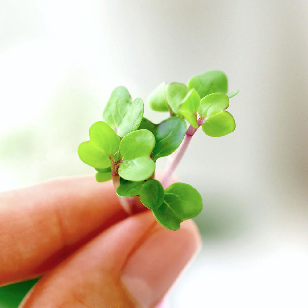 Pink Sprouts and Rose, Violet, Purple Microgreens are natural