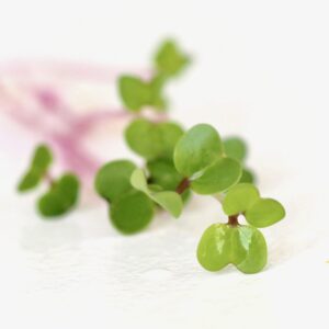 Rose Violet Purple or Pink Sprouts and Microgreens